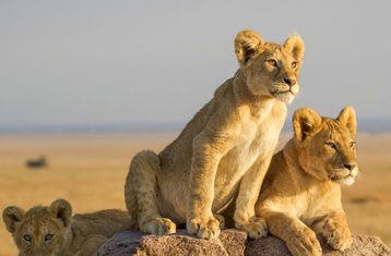 9 Tage private Safari in Tansania: Tarangire, Ngorongoro und Serengeti mit Badeurlaub auf Sansibar