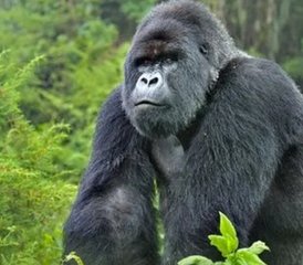 14 días de fascinante safari por la Perla de África en los parques de Uganda con caminatas y cruceros en barco - Photo 2