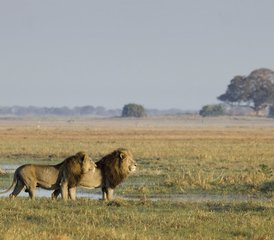 011 Tage Sambia Lodge- und Camping-Safari im Kafue-Nationalpark von Süd nach Nord - Photo 1