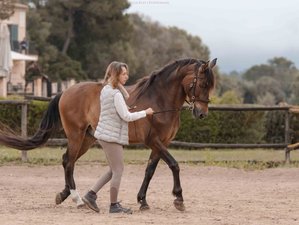 8-Daagse Paardgerichte Ruitervakantie op Mallorca, Spanje