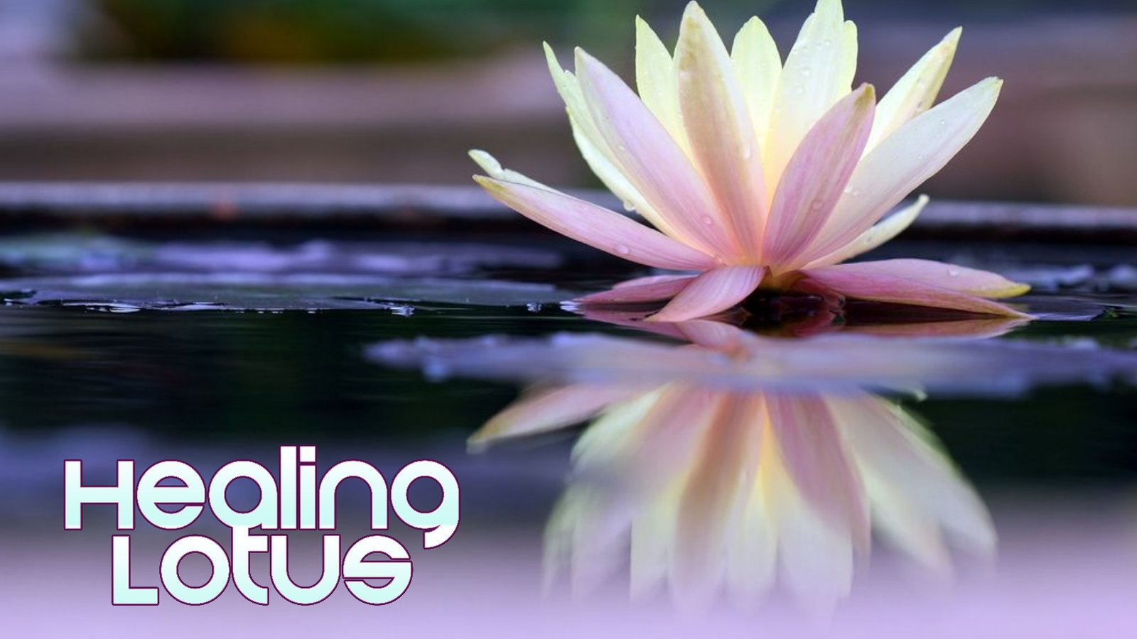 healing lotus