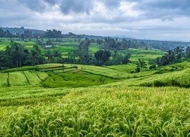 Jatiluwih Retreats & Trips