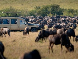 4 Day Unforgettable Safari: Wildlife Encounters, Masai Culture in Masai Mara and Lake Nakuru, Kenya