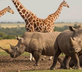 11-Daagse Safari van Kaapstad naar Johannesburg via de Wilde Kust in Zuid-Afrika - Photo 2