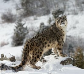 12 jours en stage d’expédition ultime sur la faune du léopard des neiges en Inde - Photo 2