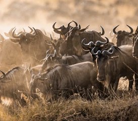4 Day Ndutu Safari: Witness The Great Migration Calving Season in Tanzania - Photo 5