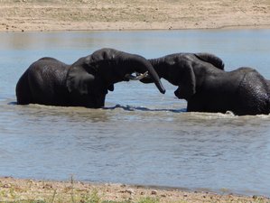 5 Day Kruger and Sabi Sand Luxury Tented Lodge Safari in South Africa