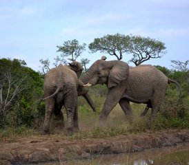 4 Tage Private Safari Hluhluwe-Imfolozi und St. Lucia Wetland in Südafrika - Photo 3