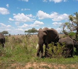 2-daagse safari in het Mikumi Nationaal Park in Tanzania - Photo 2