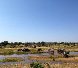 5 Tage Aufregende Safari im Selous-Wildreservat und Mikumi-Nationalpark, Tansania - Photo 4
