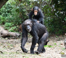 4-Daagse Gombe Chimpansee Trekking en Jane Goodall Legacy Safari in Tanzania - Photo 4