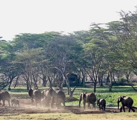 06 Days Wildebeest Migration Safari - Masai Mara National Reserve - Photo 1