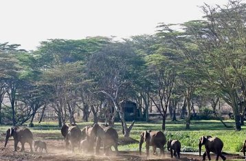 6 Tage Gnuwanderung Safari - Masai Mara Nationalreservat