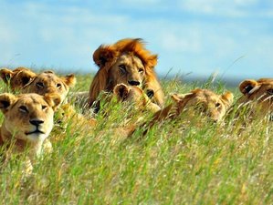 7 Day Masai Mara, Lake Nakuru, Hell's Gate, Lake Naivasha, and Amboseli Safari in Kenya