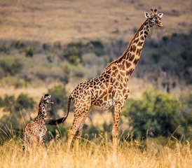 109 días de safari de lujo en Kenia en Nairobi, Amboseli, Masái Mara y el lago Nakuru - Photo 1