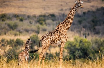 9 Tage Bucket-List Luxus-Safari in Kenia in Nairobi, Amboseli, Masai Mara und Lake Nakuru 