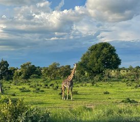 3 jours safari dans le parc national de Mikumi en Tanzanie et village masaï en jeep - Photo 3