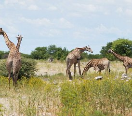 15 Tage Namibia Highlights Geführte Safari - Photo 4