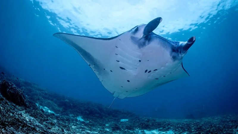 4 Day Diving Trip in Komodo National Park, Indonesia