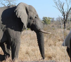 3 Day Ultra Budget Big-Five Safari in Kruger National Park, South Africa - Photo 5