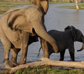 3 días de safari en mokoro por el delta del Okavango, Botsuana - Photo 4