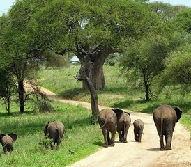 117 Tage Lodge Safari am Manyara-See, Serengeti, Ngorongoro Krater und Tarangire Nationalpark - Photo 1