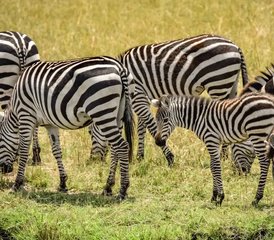 22 Tage Private Lake Mburo Erlebnis Safari in der Westregion in Uganda - Photo 1