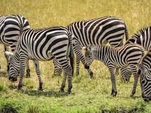 2 Day Private Lake Mburo Experience Safari in the Western Region, Uganda