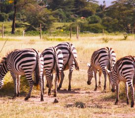 10 jours en stage de safari au Kenya et en Tanzanie - Photo 5