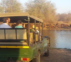 4 Day Budget Tent Safari in Balule Nature Reserve and Kruger National Park, South Africa - Photo 4