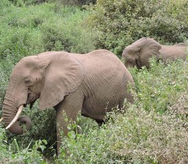 10 días de increíble safari en grupo en Tanzania - Photo 3