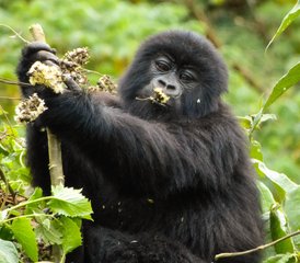 7 Tage Atemberaubende Big-Five-, Schimpansen- und Gorilla-Trekking-Safari in Uganda - Photo 2