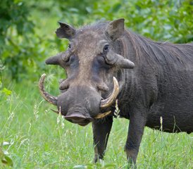 6 Day Budget Group Safari in Kenya: Masai Mara, Lake Nakuru, and Amboseli National Parks - Photo 4