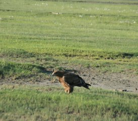 6 Tage Serengeti Kogatende Migration - Mara River Crossing Safari in Tansania - Photo 5