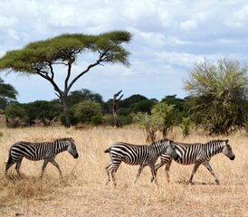 11 Tage Luxus-Safari in Tansania und Sansibar Insel-Tour - Photo 3