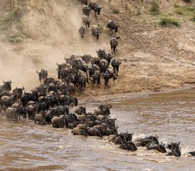 9 días de safari en Tanzania con la gran migración del Serengeti y cruces de río - Photo 5