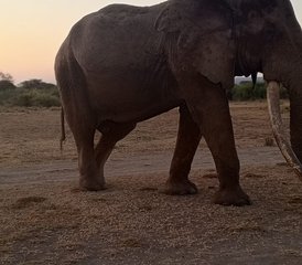 5 jours de safari économique au lac Manyara et au Ngorongoro en Tanzanie - Photo 5