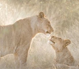 7 días de retiro de yoga y safari del alma en Sudáfrica con safaris de los Cinco Grandes y encuentros con animales - Photo 5