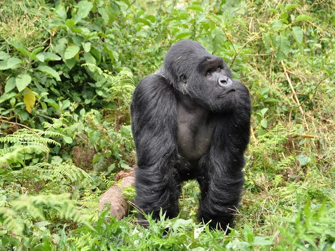 22 Day Kilimajaro Guided Motorcycle Tour in Uganda, Rwanda, Tanzania, and Kenya photo 9