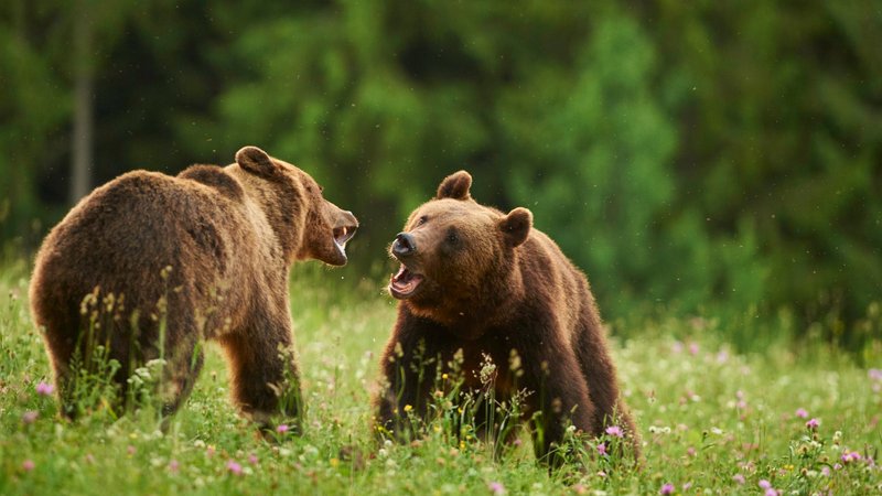 8 Days Wildlife Photography Tour in Romania