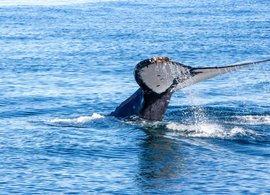 Gansbaai Retreats und Reisen