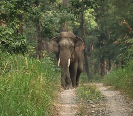 4 jours safari dans la jungle du parc national de Bardia, Népal - Photo 3