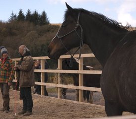 8 Day Crossing Kintyre ​Week: Adventure Horse Riding Holiday in Campbeltown, Scotland, UK - Photo 3