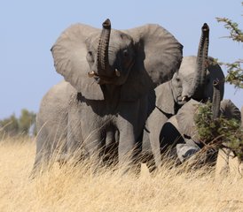14 jours safari en Zambie dans les parcs nationaux de Kafue et du Bas-Zambèze, Zambie - Photo 2