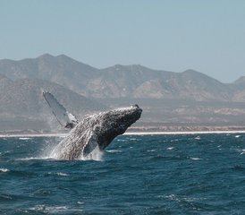 08 días de vacaciones de aventura oceánica en East Cape de Baja, México - Photo 1