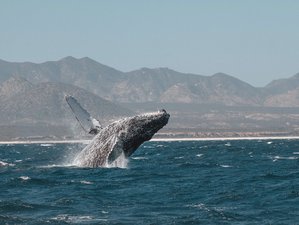 8 Day Ocean Adventure Holiday Baja's East Cape, Mexico