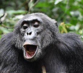 8 Tage Schimpansen-, Gorillas- und Wildtier Safari in Uganda - Photo 2