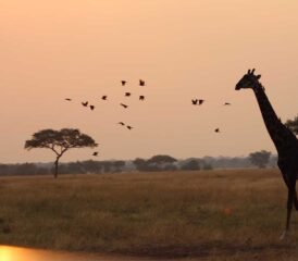 9 Day Night Game Drive, Canoeing, and Walking at Crater Rim Safari in Tanzania - Photo 4