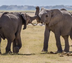 2 días de safari de acampada en el Parque Nacional de Amboseli, Kenia - Photo 3