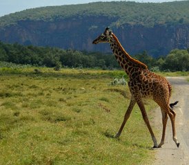 3 Day Small Group Joining Safari in Masai Mara with Land Cruiser Jeep in Kenya - Photo 2